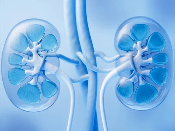 Kidneys